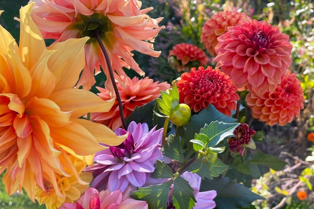 Wholesale Flowers_Yours Florally_Washington County_Maryland_Kayla McShea_mobile